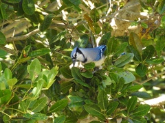 Cyanocitta cristata