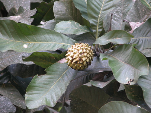 Image of Magnolia hodgsonii by (c) Vijay Barve, some rights reserved (CC BY)