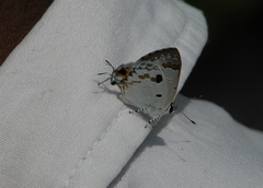 Hypolycaena othona