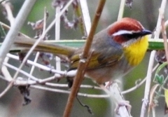 Basileuterus