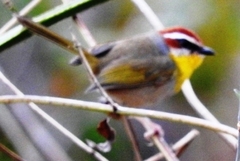 Basileuterus