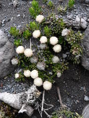 Baccharis caespitosa