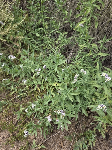 iNaturalist observation photo of alkali heliotrope