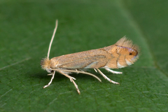 Phyllonorycter quercifoliella
