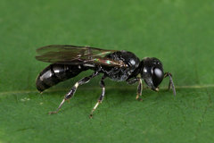 Crossocerus