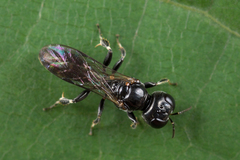Crossocerus