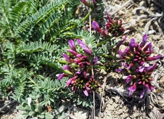 Astragalus suprapilosus