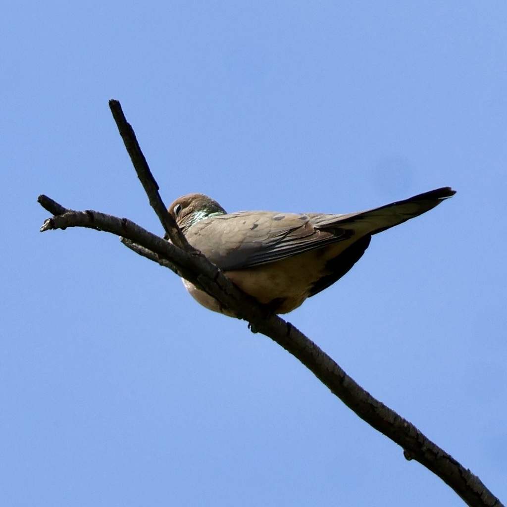 Western Mourning Dove