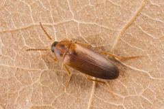 Hallomenus binotatus
