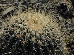 Ferocactus emoryi rectispinus