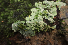 Heterodermia albicans