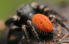 Phidippus princeps