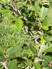 Malus angustifolia