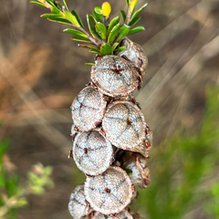 (c) James K. Douch, some rights reserved (CC BY-SA) Leptospermum liversidgei, photograph (c) James K. Douch, some rights reserved (CC BY-SA)