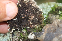 Heterodermia albicans