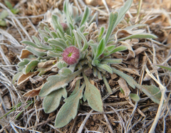 Aphanostephus ramosissimus