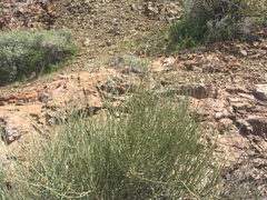 Ephedra torreyana