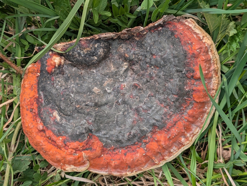 Fomitopsis pinicola · May 2026 · photo: © pilmar (iNaturalist, cc0)