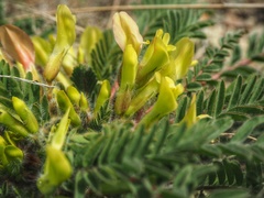 Astragalus utriger
