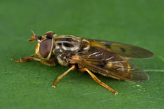 Ferdinandea ruficornis