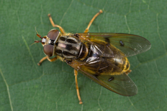 Ferdinandea ruficornis