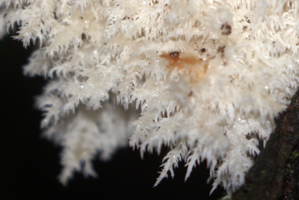 Hericium coralloides · May 2026 · photo: © martin487 (iNaturalist, cc-by)
