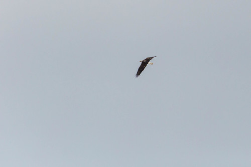 Bald Eagle photographed in Tennessee