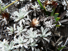 Lucilia kunthiana