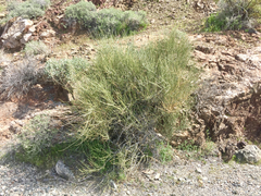 Ephedra torreyana