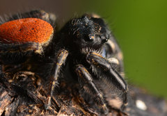 Phidippus princeps