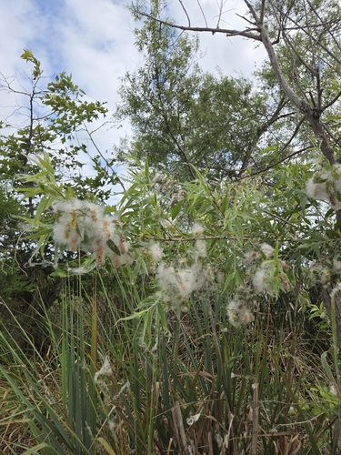 iNaturalist observation photo of Goodding's willow
