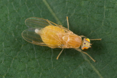 Chyromyidae