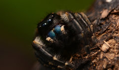 Phidippus princeps