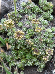 Draba obovata