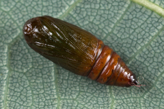 Lomographa bimaculata