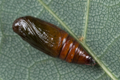 Lomographa bimaculata