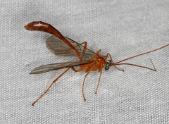 Dicamptus fuscicornis