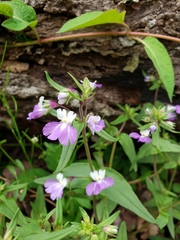 Collinsia violacea