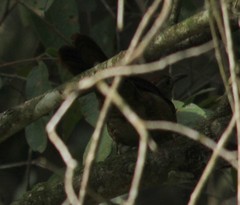 Clibanornis dendrocolaptoides