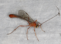 Dicamptus fuscicornis