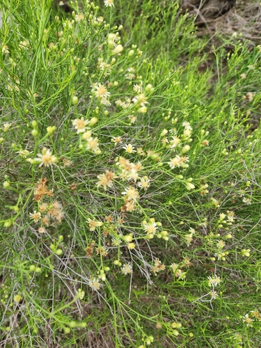Medranoa palmeri, photograph 4