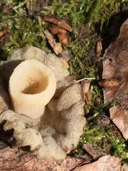 Morchella populiphila