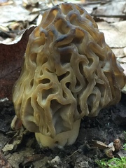 Morchella populiphila