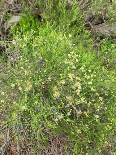 Medranoa palmeri, photograph 5