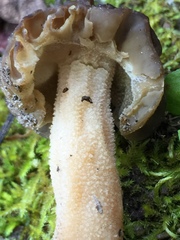 Morchella populiphila