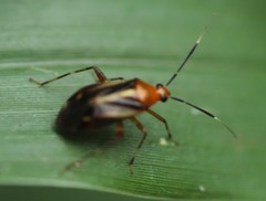 Horciasinus signoreti