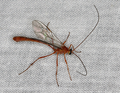 Dicamptus fuscicornis