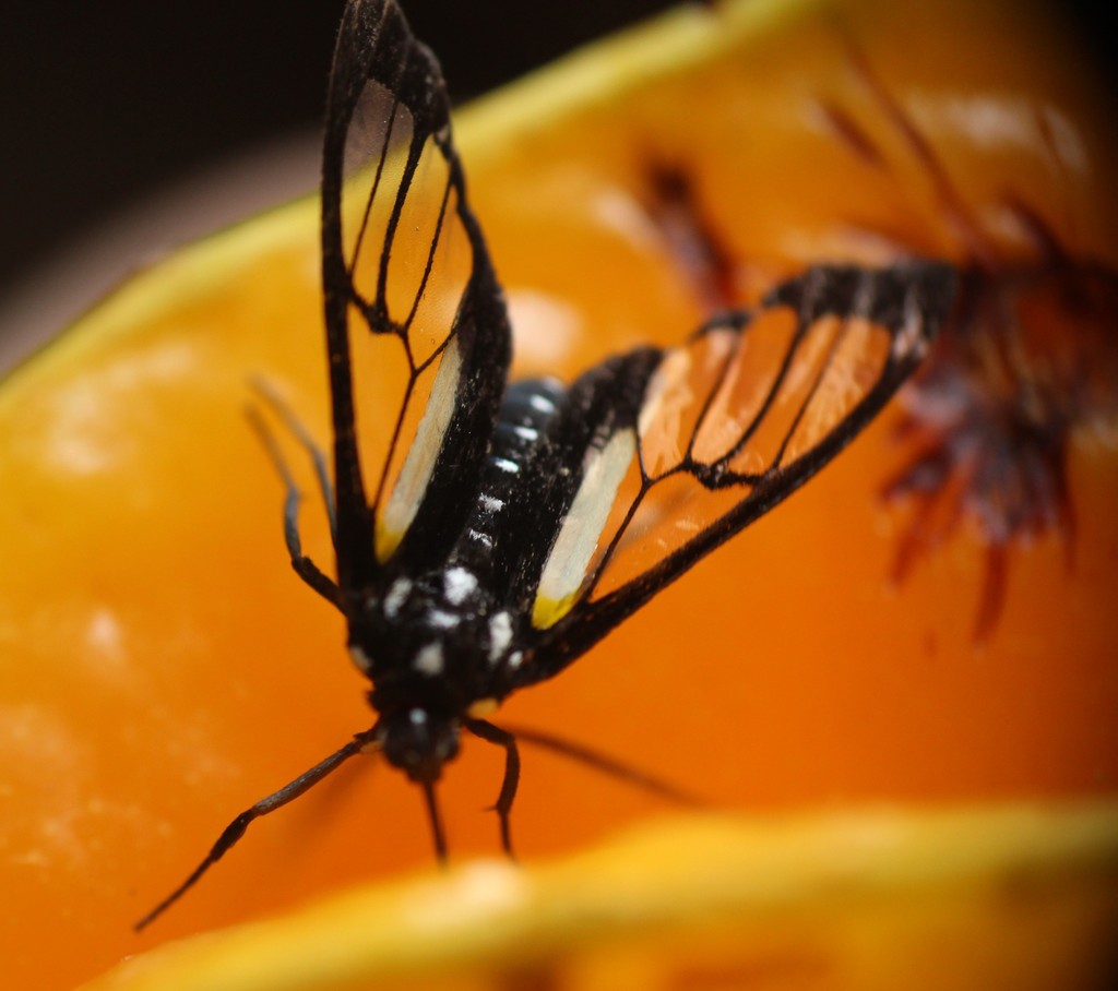Paraethria triseriata