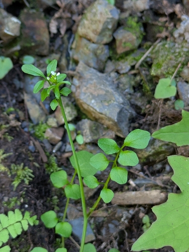 Cardamine oligosperma observed 2026-05-03