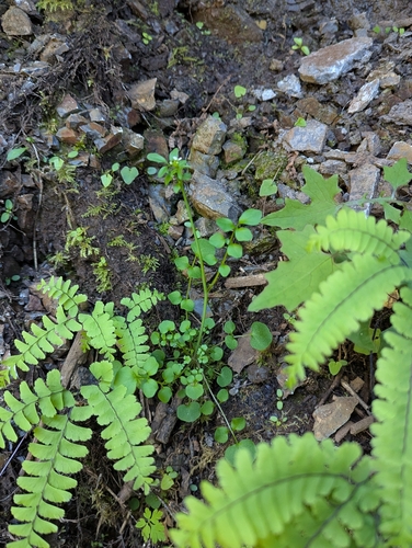 Cardamine oligosperma, photograph 2